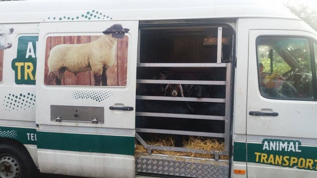Transport animale vii